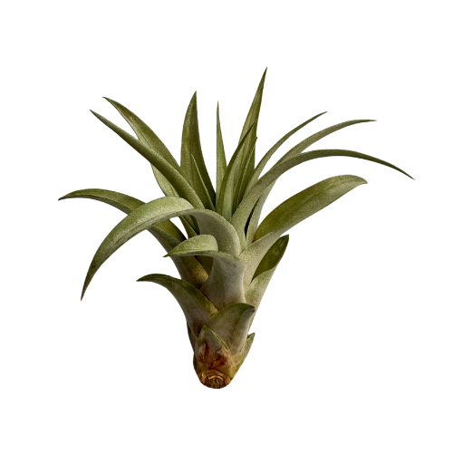 Capitata Peach