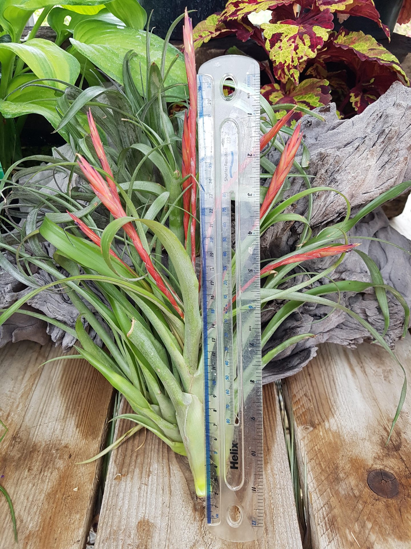 Flabelata Rubra - Image 4