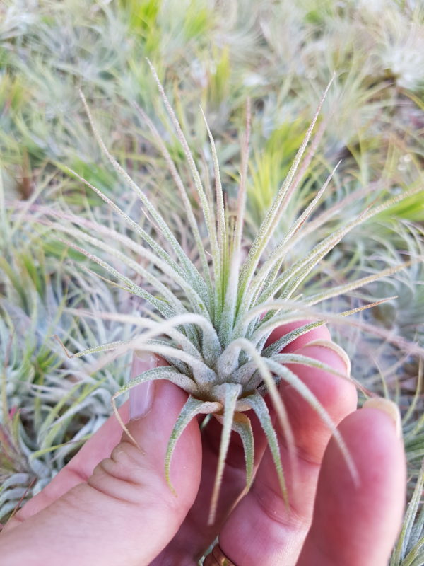Ionantha Ionantha - Image 6