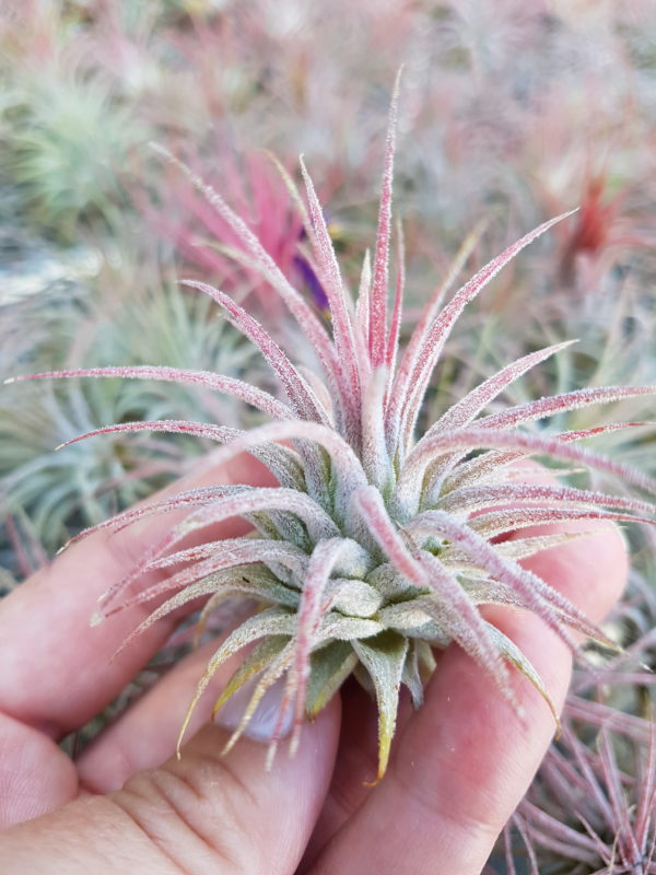 Ionantha Ionantha - Image 4