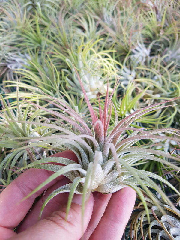 Ionantha Rubra - Image 3