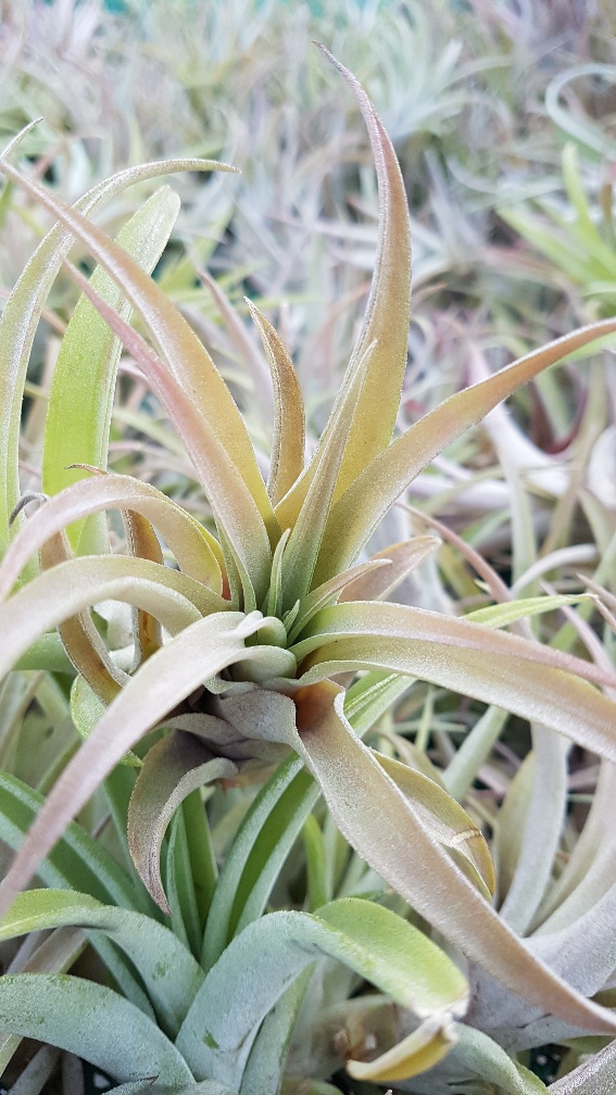 Capitata Peach - Image 2