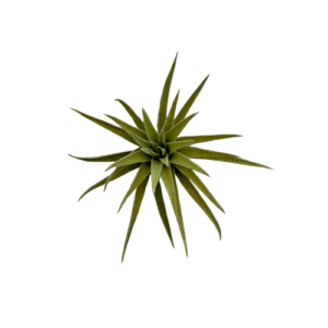 Plagiotropica
