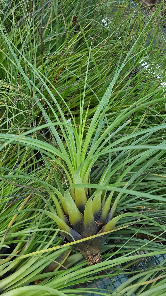 Punctulata - Image 2