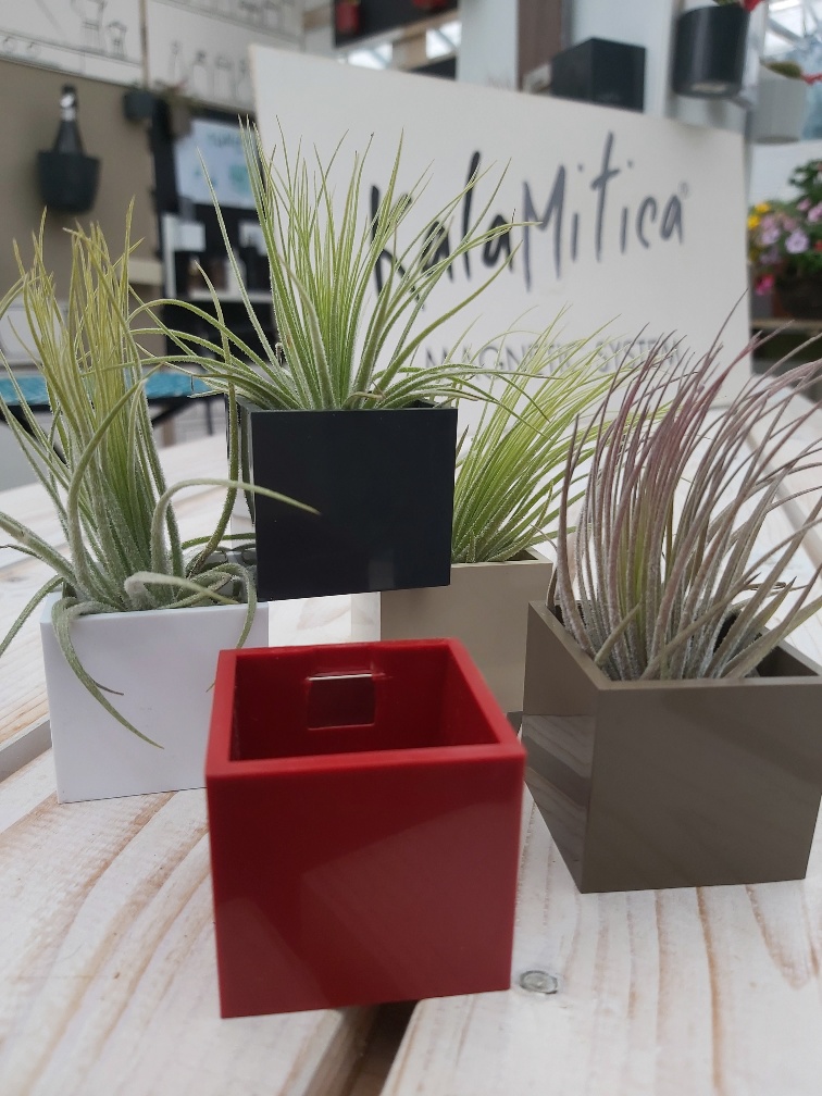 Air Plant in 3cm Magnetic Cube