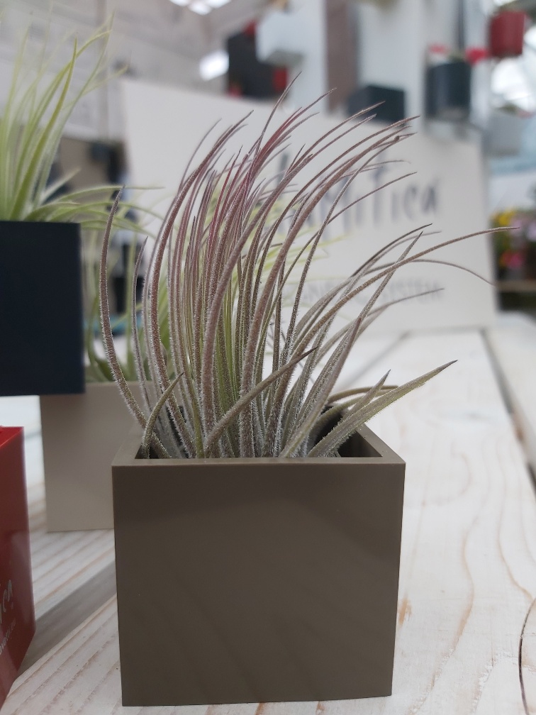Air Plant in 3cm Magnetic Cube - Image 4