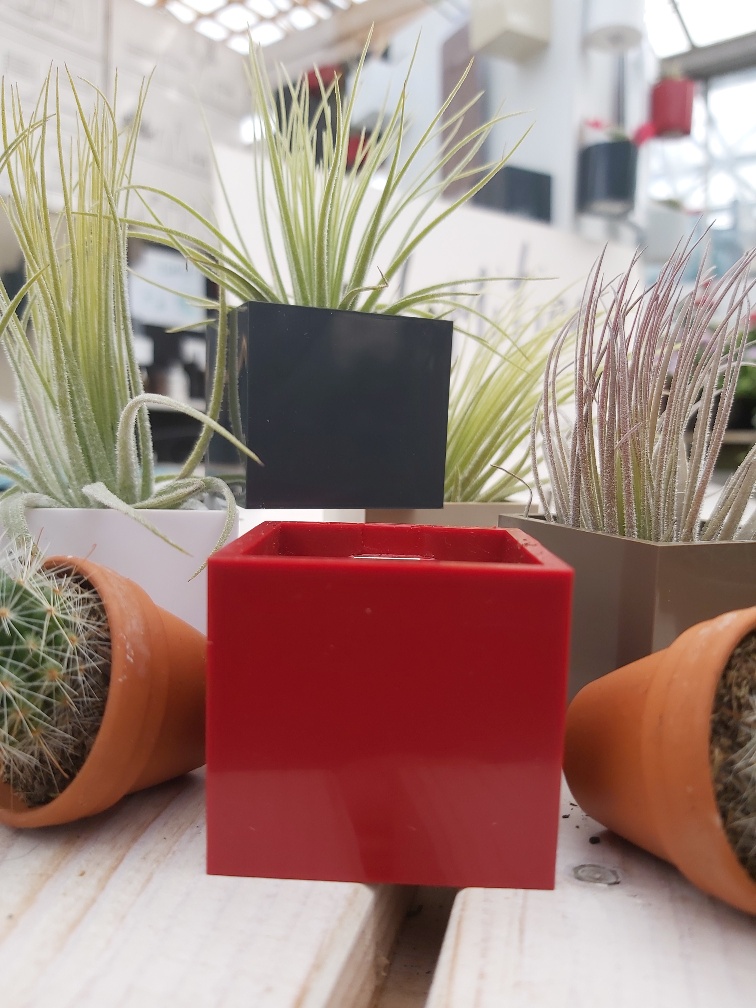 Air Plant in 3cm Magnetic Cube - Image 2
