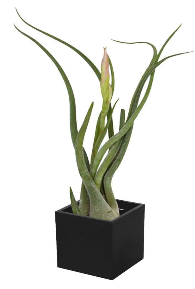 Air Plant in 3cm Magnetic Cube - Image 6