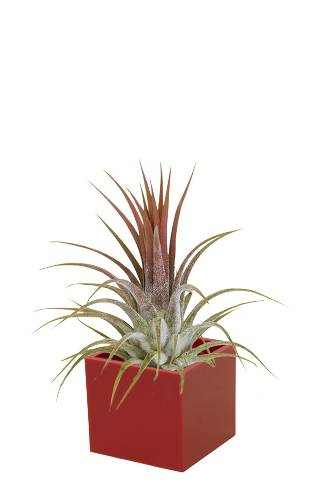 Air Plant in 3cm Magnetic Cube - Image 9