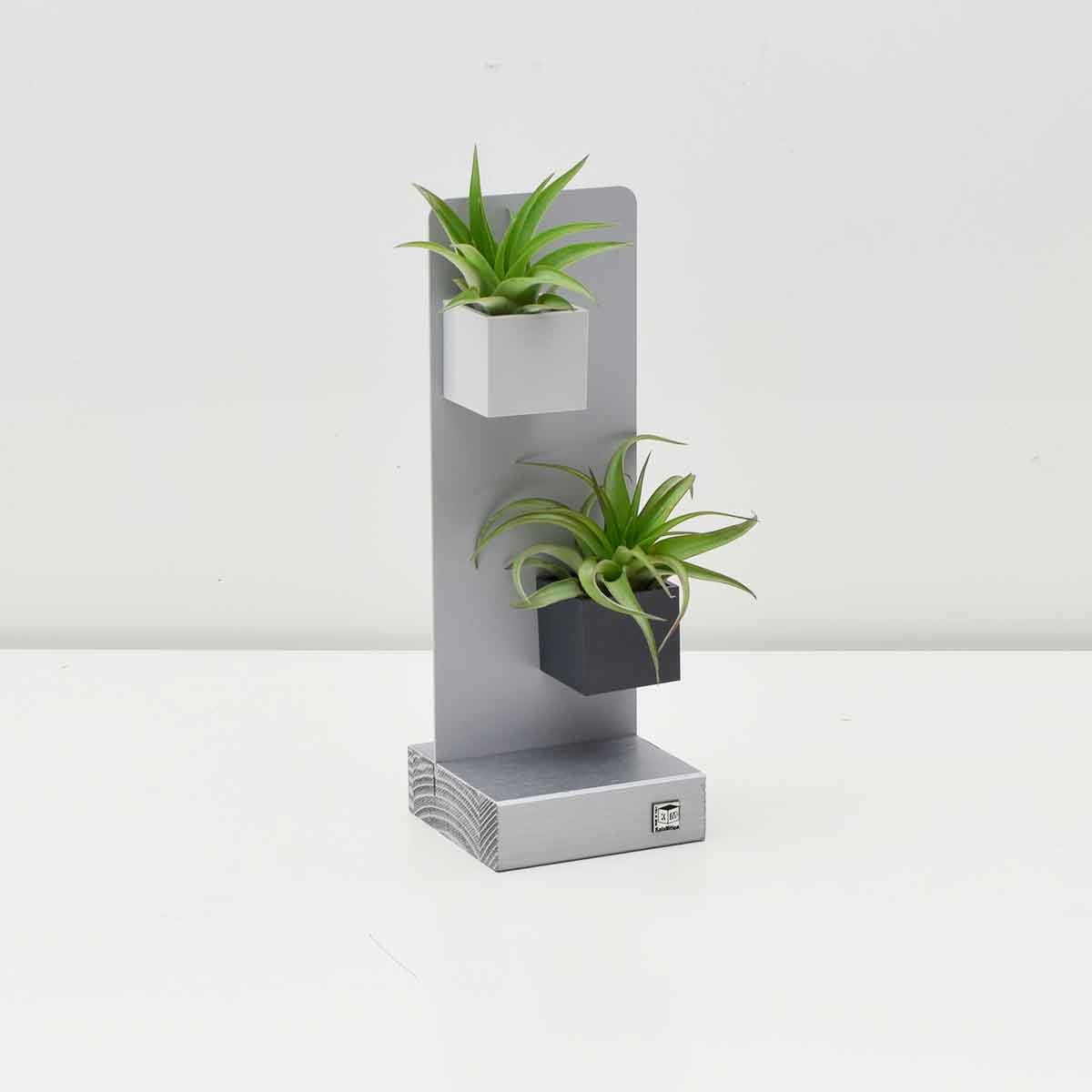 Air Plant in 3cm Magnetic Cube - Image 8
