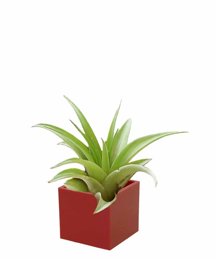 Air Plant in 3cm Magnetic Cube - Image 10