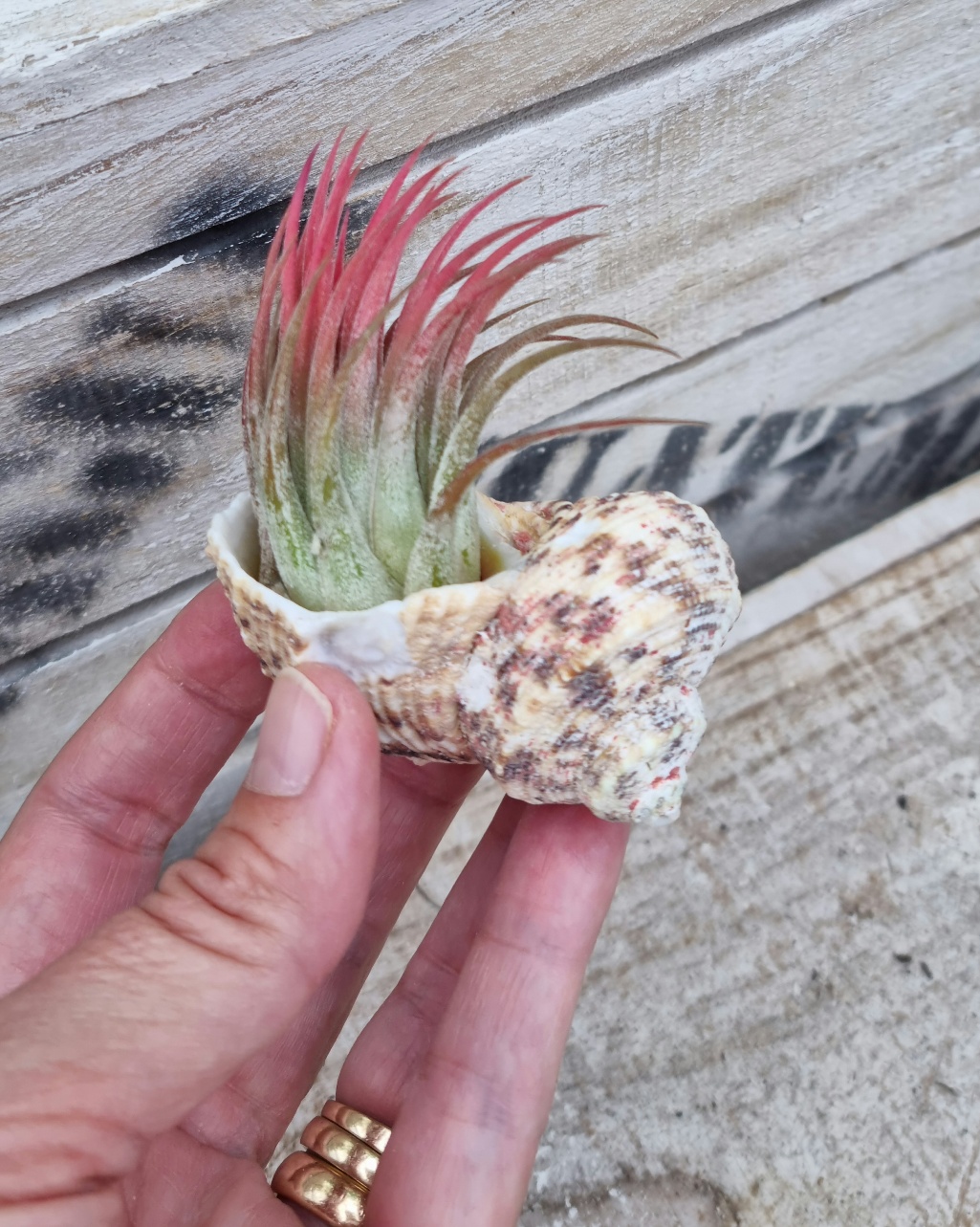 Air Plant in Sea Shell - Image 2