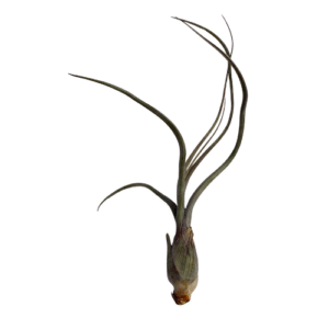 Baileyi - AIR PLANT OF THE MONTH