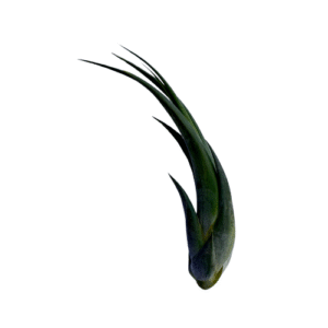 Circinnata