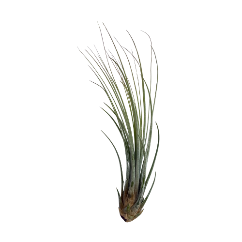 Juncea